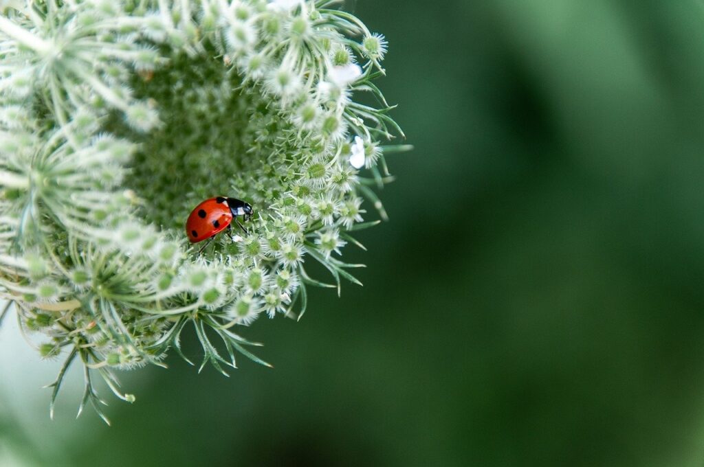 flower, flower background, beetle, insect, flower wallpaper, nature, nature background, beautiful flowers, hd wallpaper, beautiful nature, hd background, full hd wallpaper, desktop backgrounds, nature wallpaper