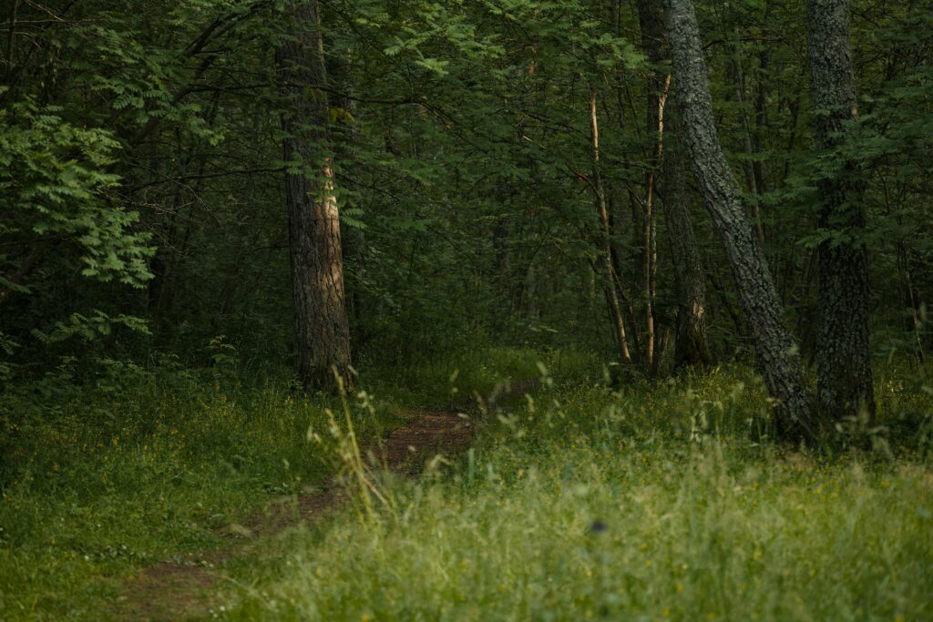 Explore a tranquil path through a lush green forest, perfect for nature walks and forest bathing.