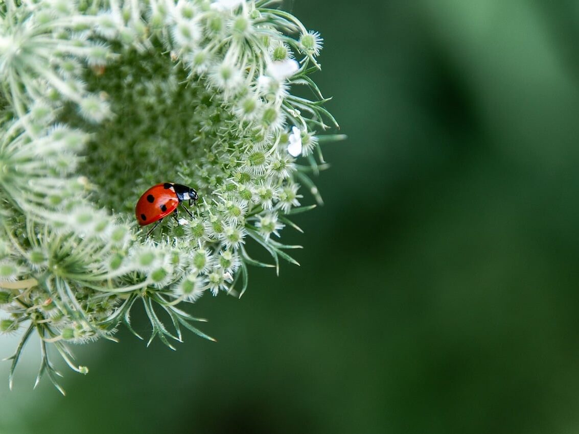 flower, flower background, beetle, hd wallpaper, flower wallpaper, beautiful nature, insect, nature, hd background, beautiful flowers, full hd wallpaper, desktop backgrounds, nature background, nature wallpaper