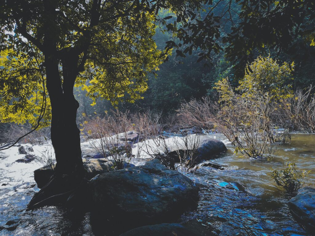 Peaceful winter scene showcasing a river flowing through trees and rocks, captured in daylight.